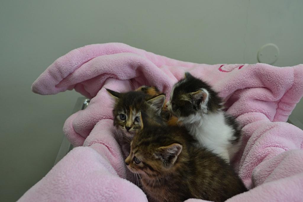 Autors: No dzīvnieku mājas 