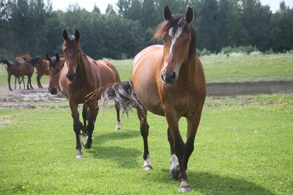 Autors: Gatis Bogdanovs