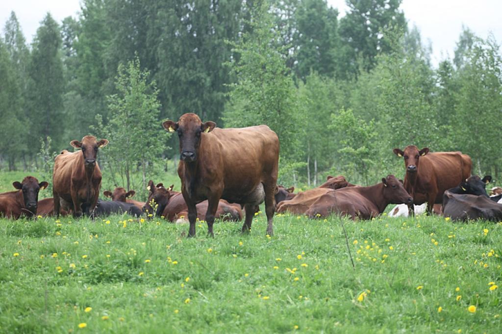 Autors: Gatis Bogdanovs