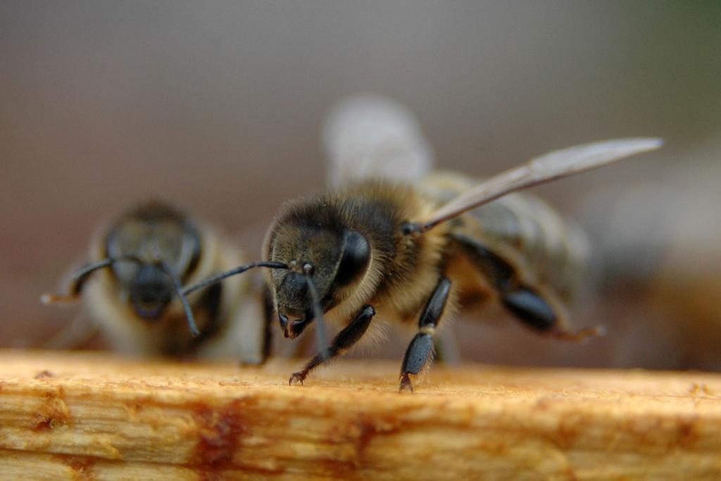 Bites.
Autors: No Zooloģiskā dārza arhīva