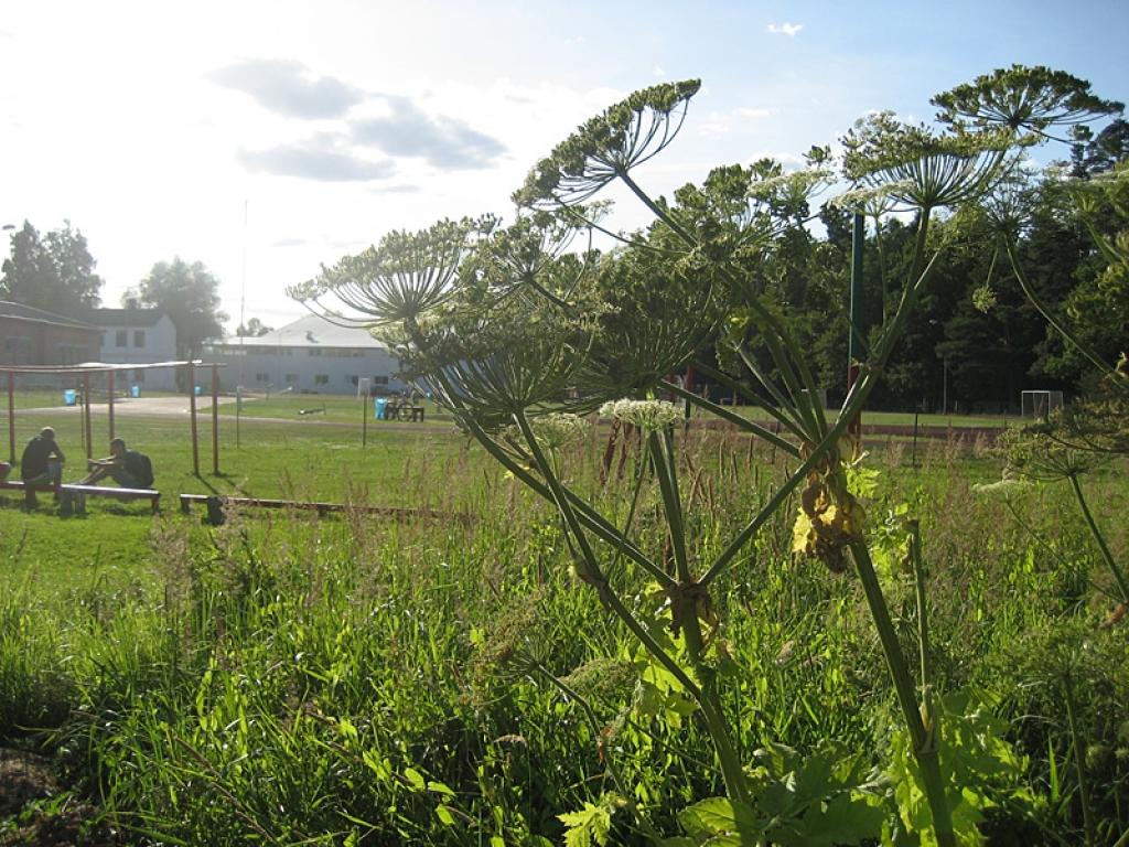Latvāņu pudurīti “Dzirkstele” pamanīja arī sabiedriskā vietā Gulbenē – Spārītes parka malā iepretim vidusskolai un sporta centra stadionam. Informējot par to pilsētas pārvaldi, ar prieku secinājām, ka jau nākamajā rītā latvāņi tur bija nopļauti.
Autors: Diāna Odumiņa