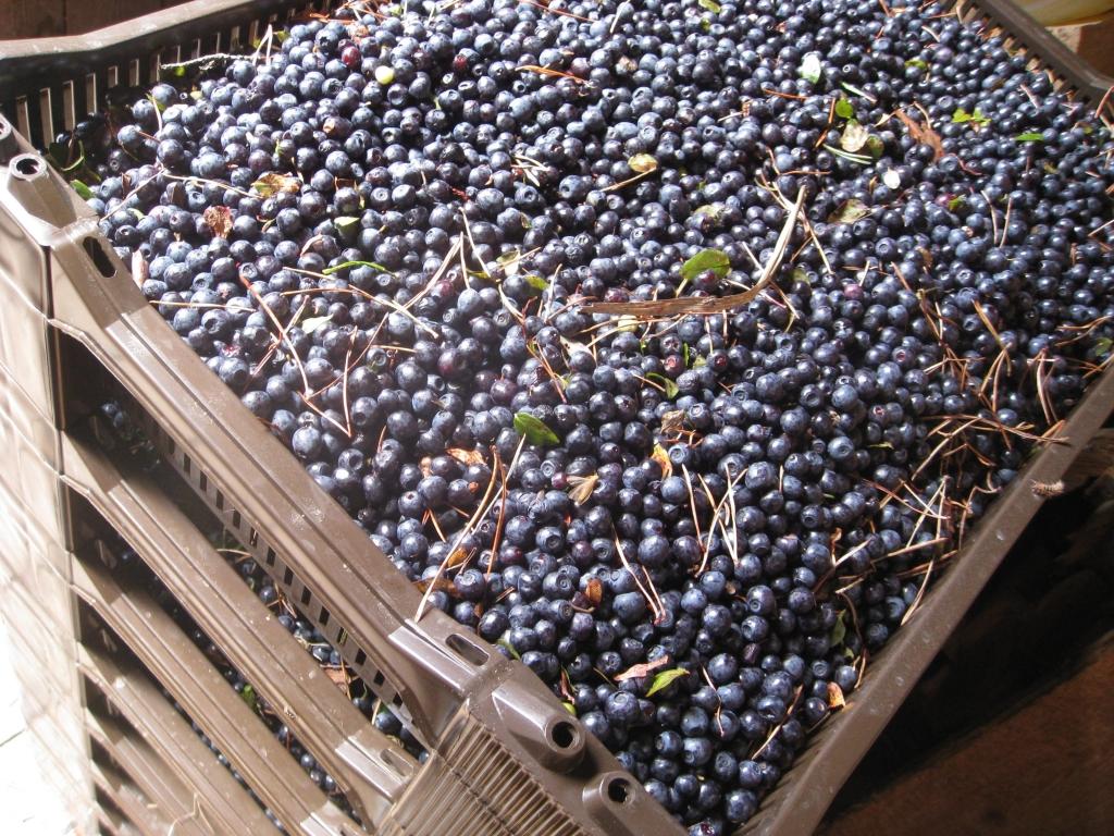 Autors: Tamāra Ulase