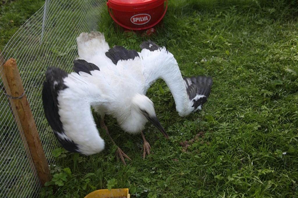 Autors: Gatis Bogdanovs