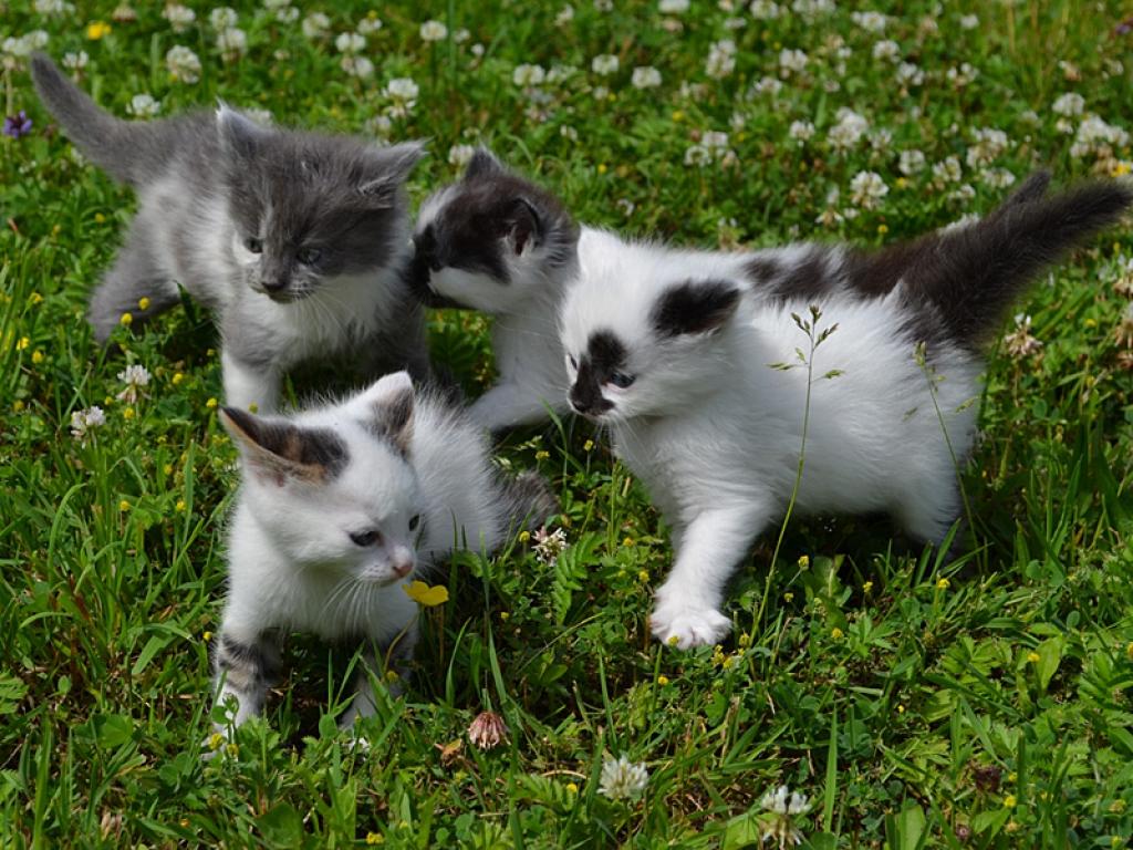 Četri pusotru mēnesi veci kaķēni - trīs kaķenītes un runčuks - meklē atbildīgus saimniekus.
Autors: No dzīvnieku mājas 