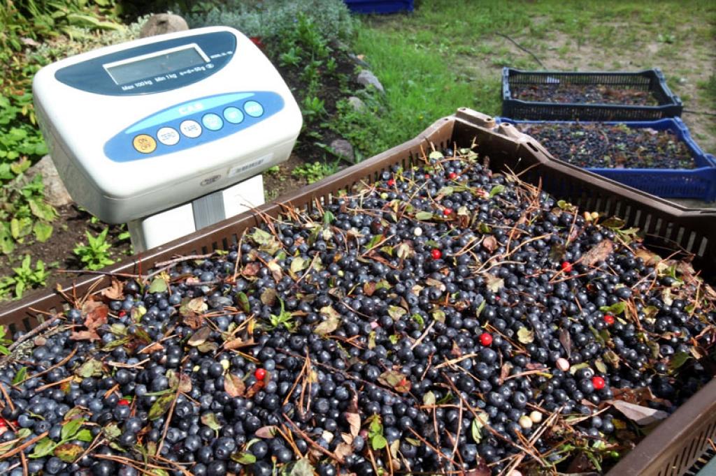 Autors: Gatis Bogdanovs