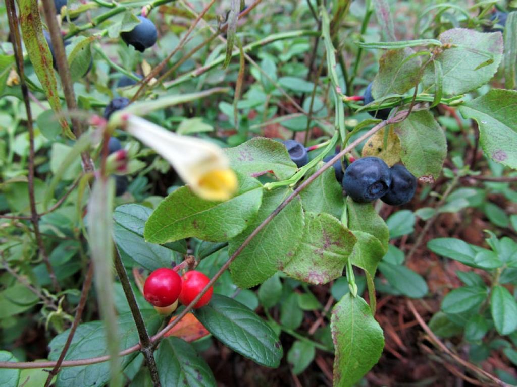 Autors: Pārsla Konrāde