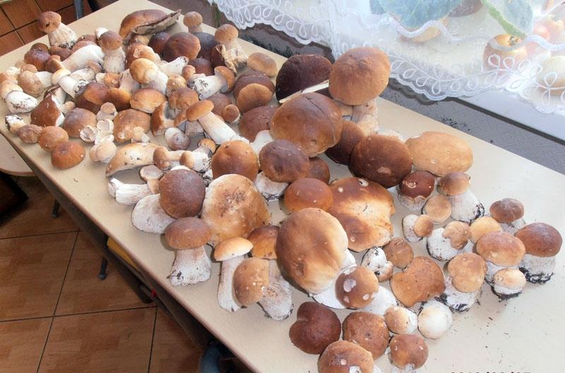 Autors: Egita Kušķe