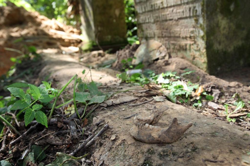 Blakus apbedījuma vietai pie kapakmens nomests un turpat arī atstāts nelaiķes žoklis.
Autors: Gatis Bogdanovs