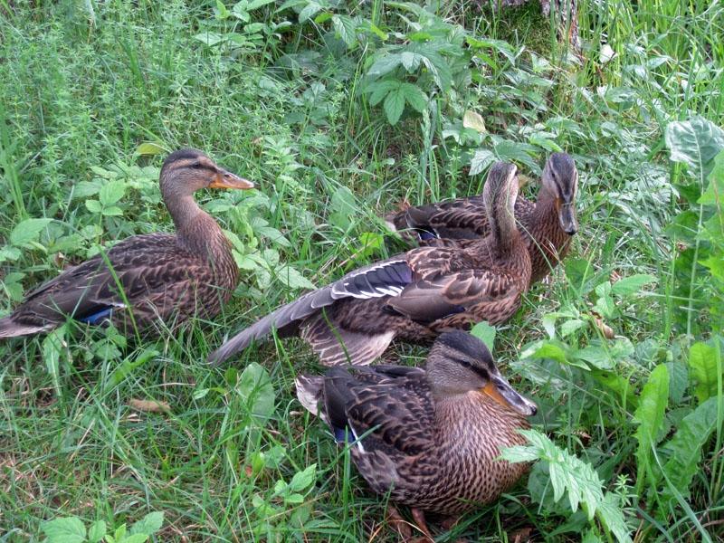 Šo sestdien daudzviet varēs dzirdēt šāviena trokšņus, jo tad sāksies pīļu medību sezona.
Autors: Tamāra Ulase