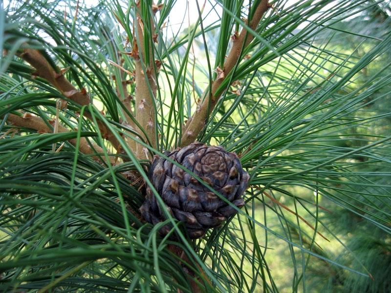Sibīrijas ciedru priedes un tās jaunie čiekuri.
Autors: No personiskā arhīva