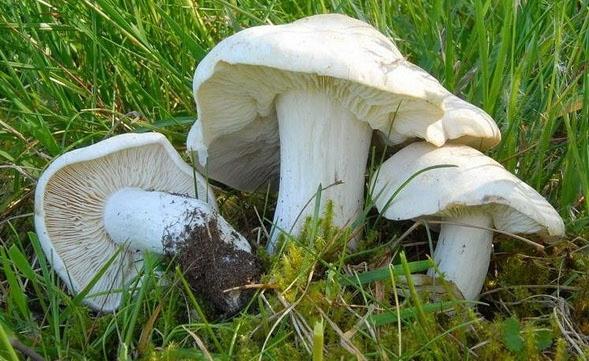 Patujāra šķiedrgalvīte.
Autors: No interneta