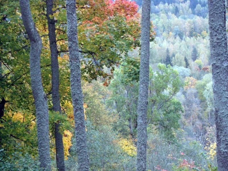 Autors: Tamāra Ulase