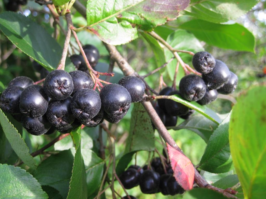 Autors: Pārsla Konrāde