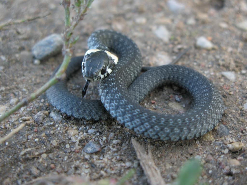 Zalkši parasti mitinās upju un citu ūdenstilpju apkaimē, jo ķer vardes, bet, tā kā tās ir kustīgas čūskas, tad nav brīnums, ka tās var ieraudzīt arī pilsētā. 
Foto: Aija Konrāde