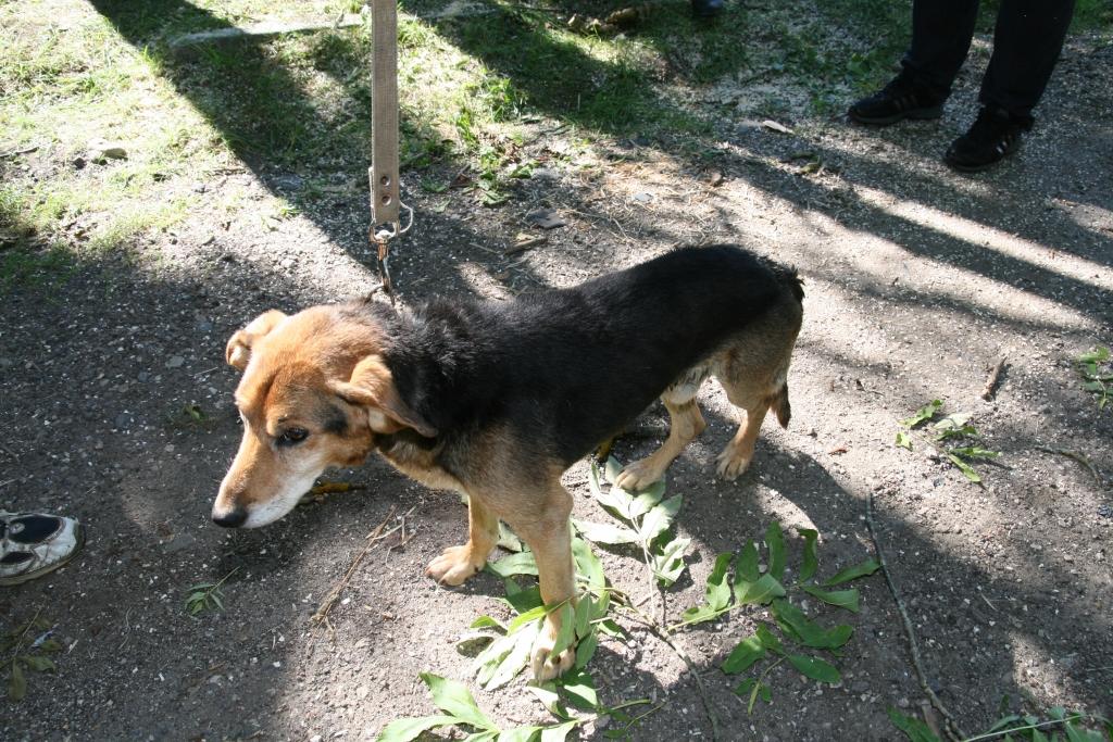 Šonedēļ šo suni iedzīvotāji atrada guļam grāvī, visticamāk, pēc tam, kad dzīvnieku bija notriekusi automašīna. Taču viņš izdzīvoja.
Autors: Ira Žeigure