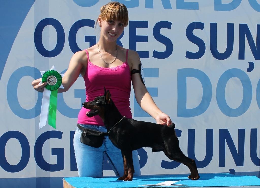 Inteliģents skaistulis – tā var sacīt par Baltijā skaistāko pundurpinčeru Taisonu, kurš kopā ar savu saimnieci Evitu Vanagu dzīvo Gulbenē. 
Foto no personiskā arhīva