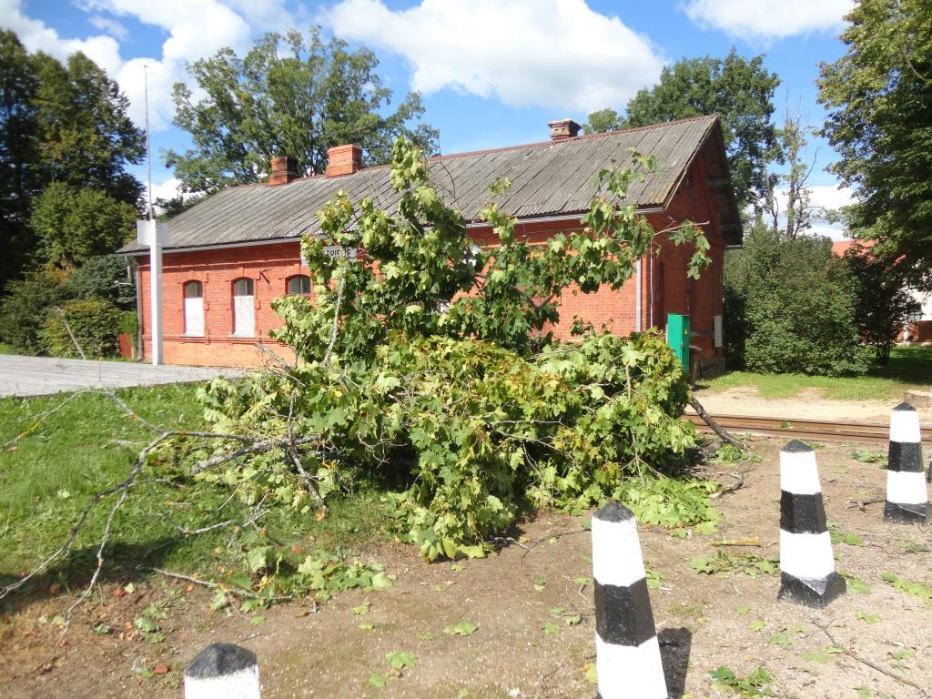 Šāda aina - nozāģēts koks, zari pa zemi - pie Stāmerienas stacijas bija vērojama nedēļas sākumā. Nesakoptā vieta vietējos iedzīvotājos izraisīja sašutumu. 
Autors: Privātais arhīvs