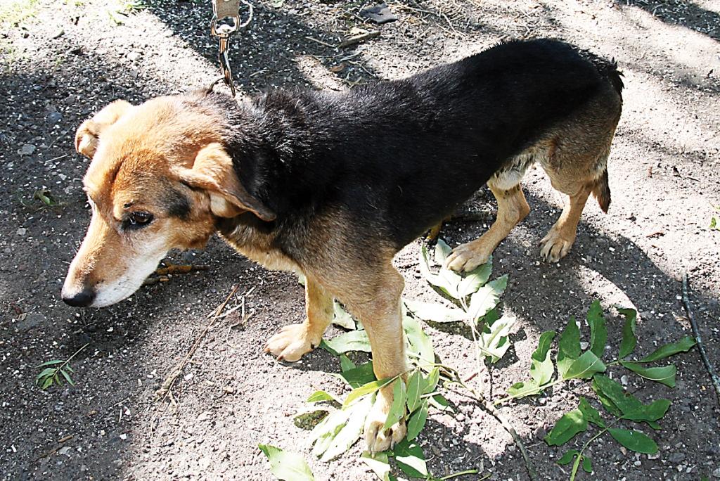 pagājušonedēļ šo suni iedzīvotāji atrada guļam grāvī, visticamāk, pēc tam, kad dzīvnieku bija notriekusi automašīna. Taču viņš izdzīvoja. 
Autors: Ira Žeigure