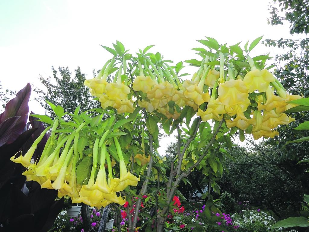 Iepriekšējos gados Brigitas Lāces eņģeļtaures tik kupli nav ziedējušas, bet šogad vienai puķei bijuši pat kādi 150 ziedi. 
Autors:  Foto: no personiskā arhīva