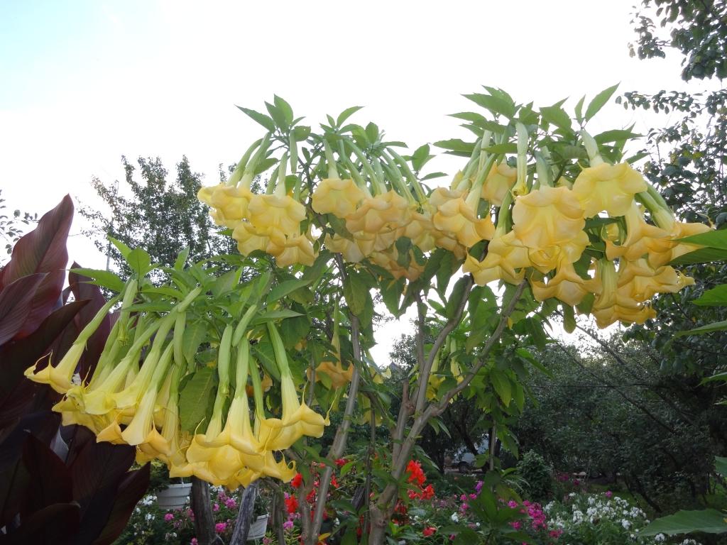 Iepriekšējos gados Brigitas Lāces eņģeļtaures tik kupli nav ziedējušas, bet šogad vienai puķei bijuši pat kādi 150 ziedi. 
Autors: Privātais arhīvs