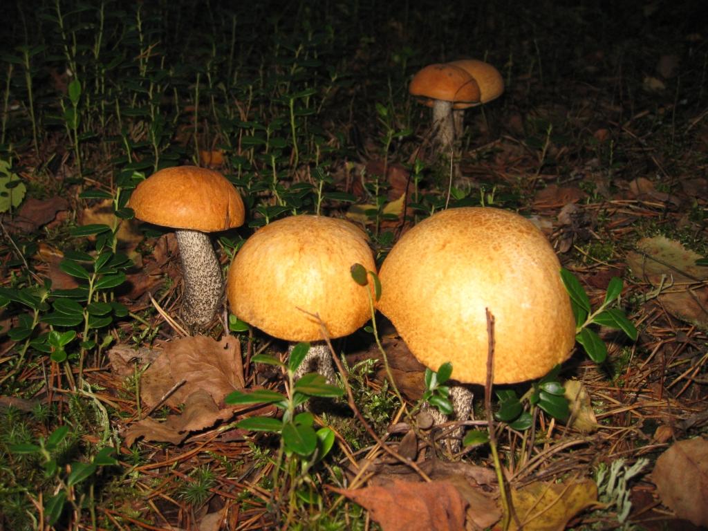 Autors: Pārsla Konrāde