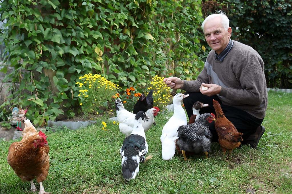 Beļavas pagasta zemnieku saimniecības „Baloni” saimnieks Vilis Krilovs paštaisītā inkubatorā iecerējis lielākā daudzumā izsildīt dažādu šķirņu cāļus, lai pārdotu tos mājputnu audzētājiem. Divi gadi pierādījuši, ka tas ir iespējams. 
Autors: Gatis Bogdanovs