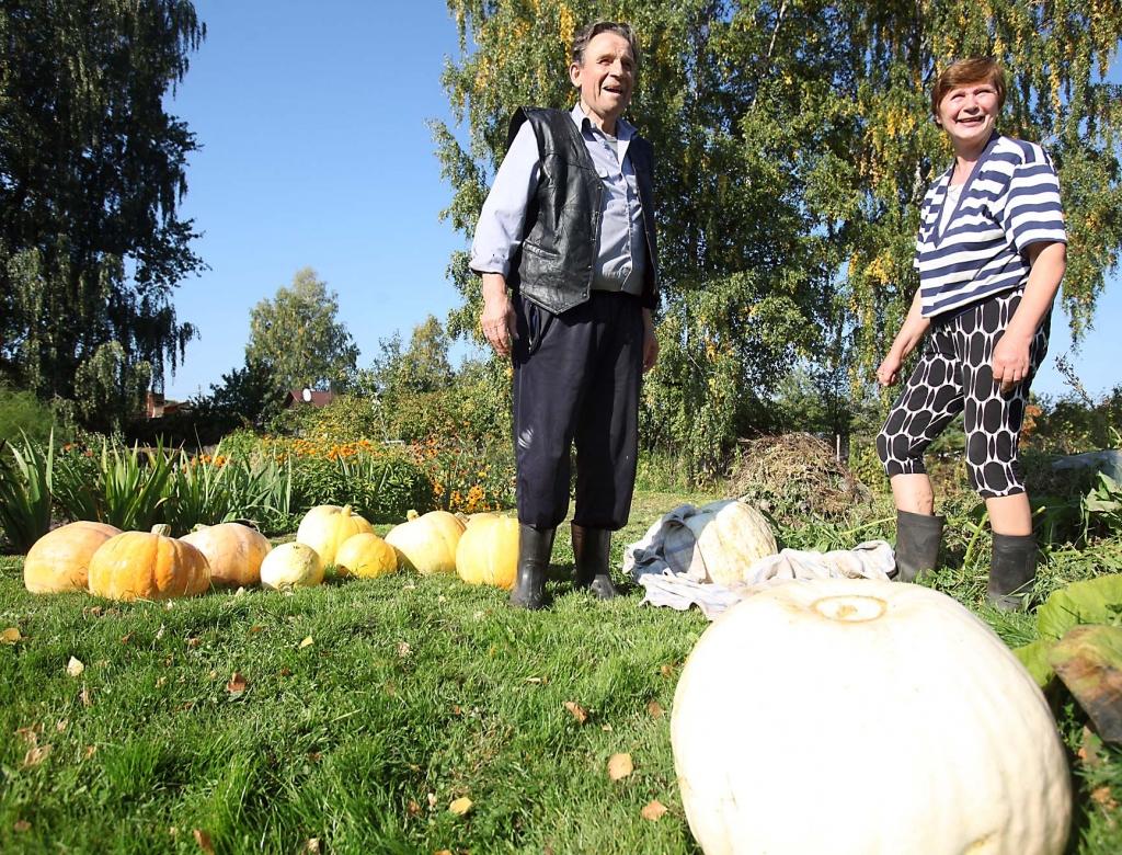 Gulbeniešiem Jānim Arvīdam Rozītim un Skaidrītei no dārza uz māju ķirbjus izdevās nogādāt, izmantojot palagu.   
Autors: Gatis Bogdanovs