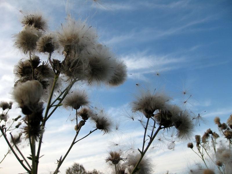 Autors: Pārsla Konrāde