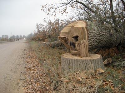 Autors: Diāna Odumiņa (no arhīva)