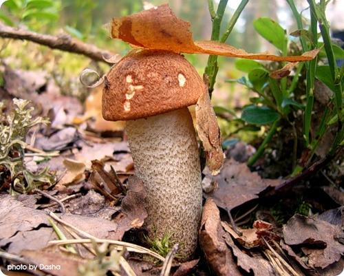 Autors: No interneta