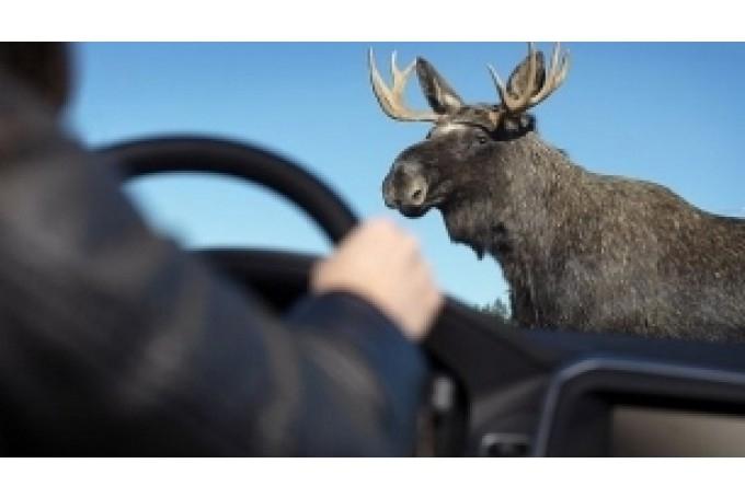 Autors: No interneta