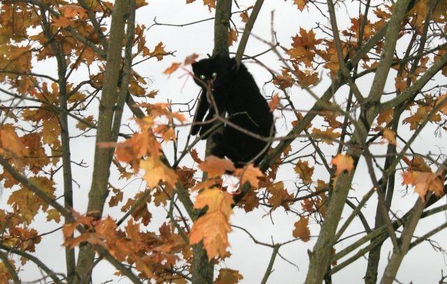 Autors: No interneta