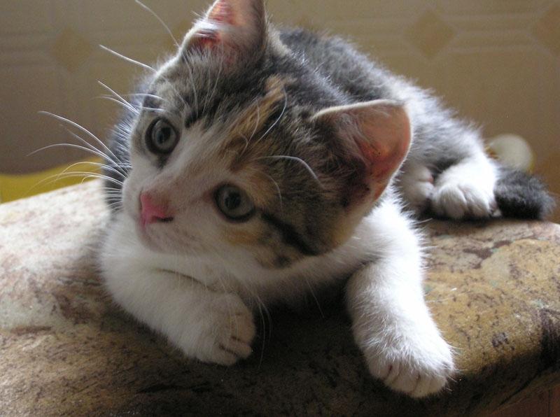 Autors: Tamāra Ulase