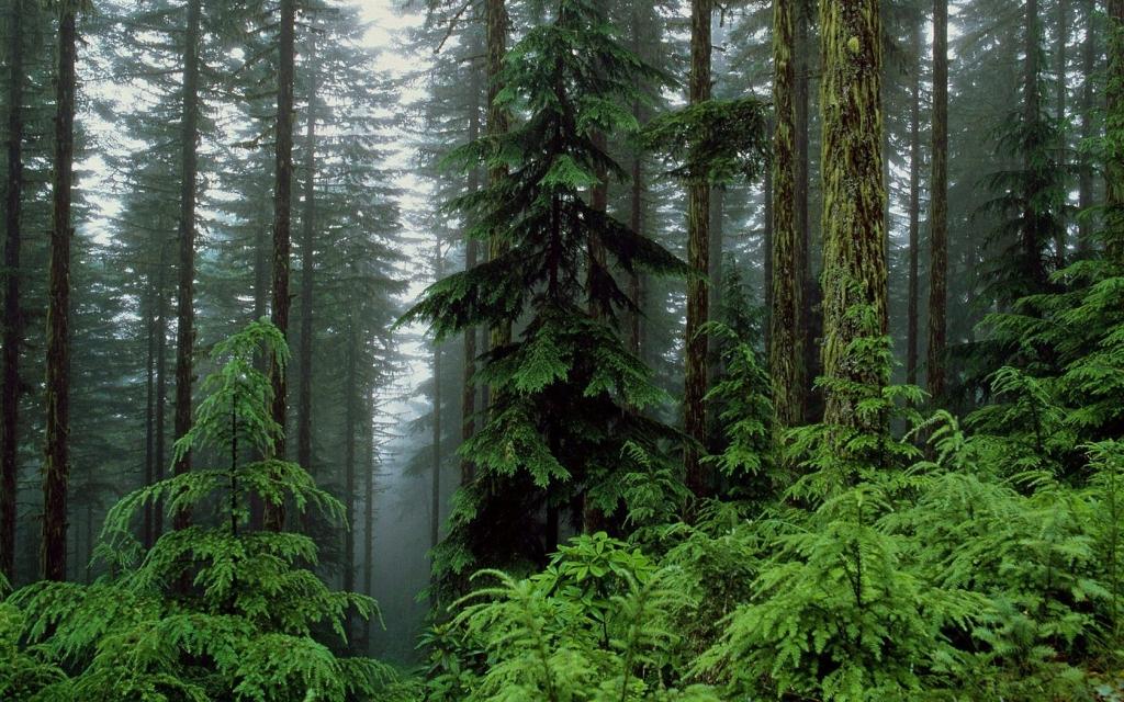 Autors: No interneta