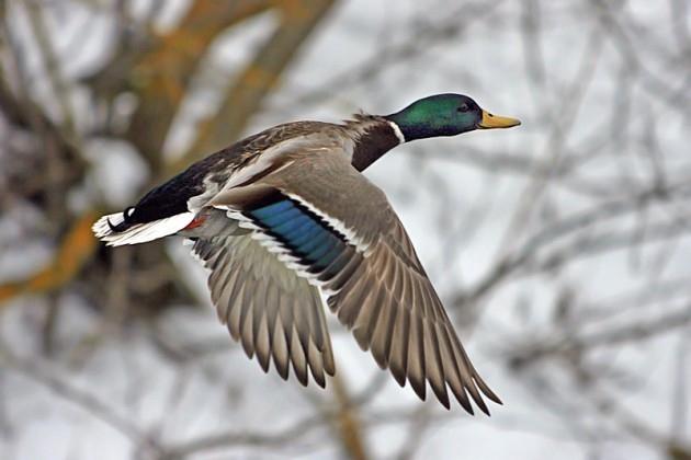 Visbiežāk ziņojumi saņemti par pelēko vārnu, meža pīli (attēlā) un mājas strazdu.
Autors: www.delfi.lv