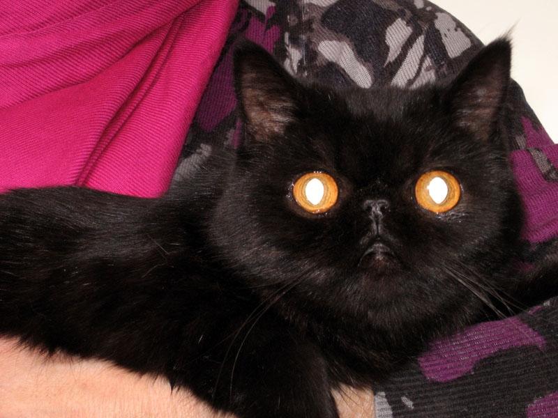 Gulbenē, Bērzu un Līkās ielas krustojumā, atrasta persiešu šķirnes kaķenīte.
Autors: No personiskā arhīva