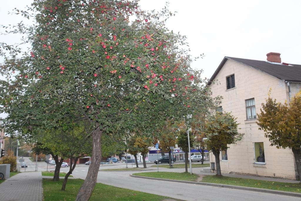 Gulbenē, Ābeļu ielā, nākamgad ir iecerēts vecās ābeles nomainīt pret dekoratīvajām ogābelēm. Vai šī iecere īstenosies, to rādīs laiks.
Autors: Evita Brokāne