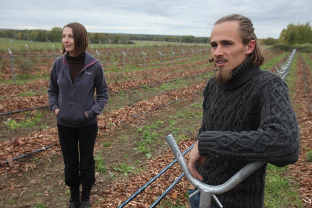 Lai gan krūmmellenes jau ir iestādītas, visi darbi pie lauka vēl nav pabeigti. Pāri metāliskajiem balstiem vēl jāuzvelk plēve. Daiga un Krišus Muktupāveli ir apņēmības pilni darīt visu, lai pēc pāris gadiem iegūtu labu ogu ražu. 
Autors: Gatis Bogdanovs 