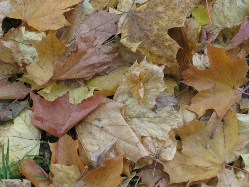 Autors: Tamāra Ulase