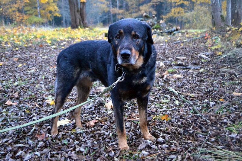 Rankas pagastā lauku mājās pieklīdis vidēja auguma suns. 
Autors: No dzīvnieku mājas 