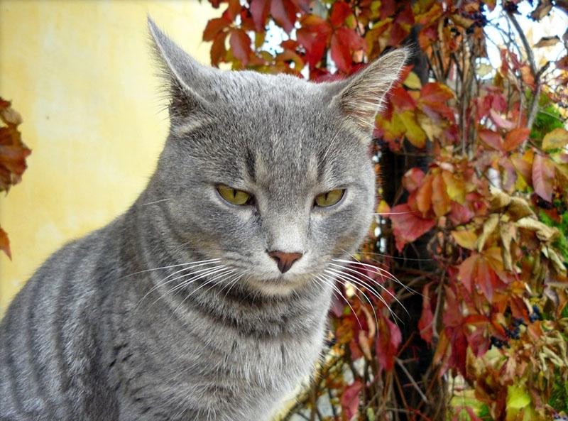 Skaistais Ozolkalna runčuks ir gatavs jurģiem. Arī pūra nauda dzīves uzsākšanai jaunajā vietā 
viņam ir iekrāta. 
Autors: No personiskā arhīva