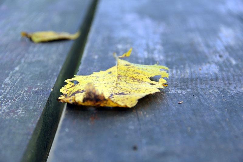 Autors: Diāna Lozko