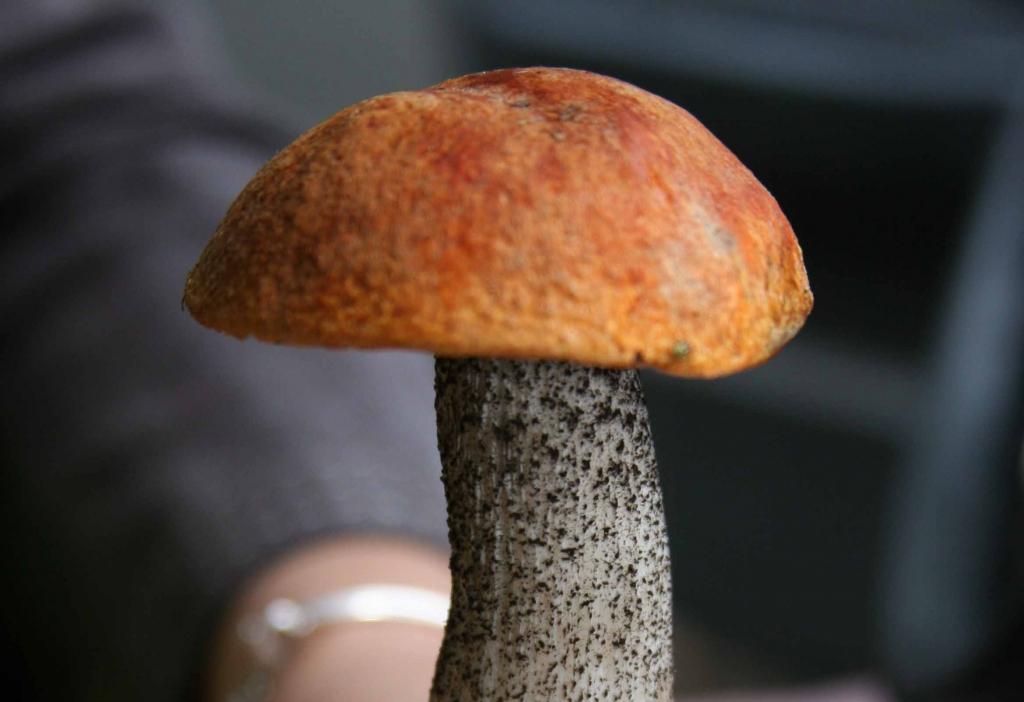 Autors: Gatis Bogdanovs