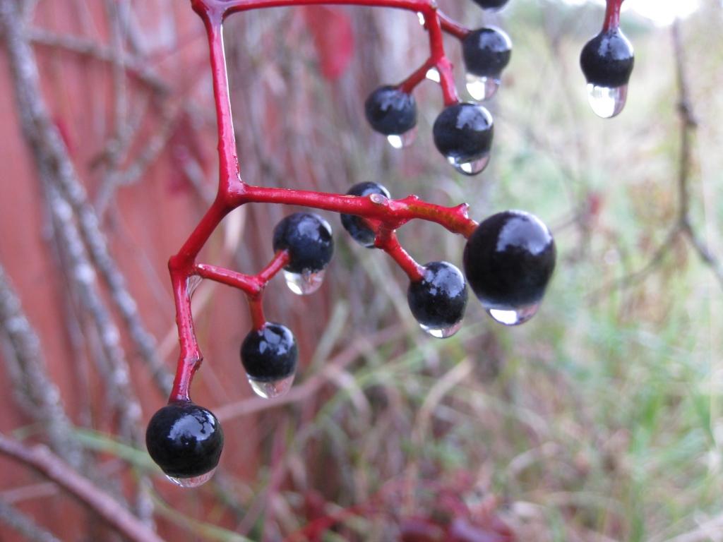 Autors: Pārsla Konrāde