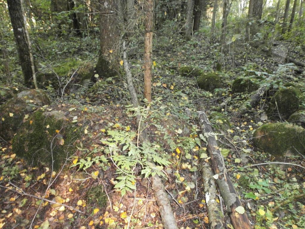 Litenes pagasta teritorijā mežā pērn atklātie Kraukļu senkapi tagad ir valsts nozīmes arheoloģiskais piemineklis. 
Autors: Sarmīte Dundure