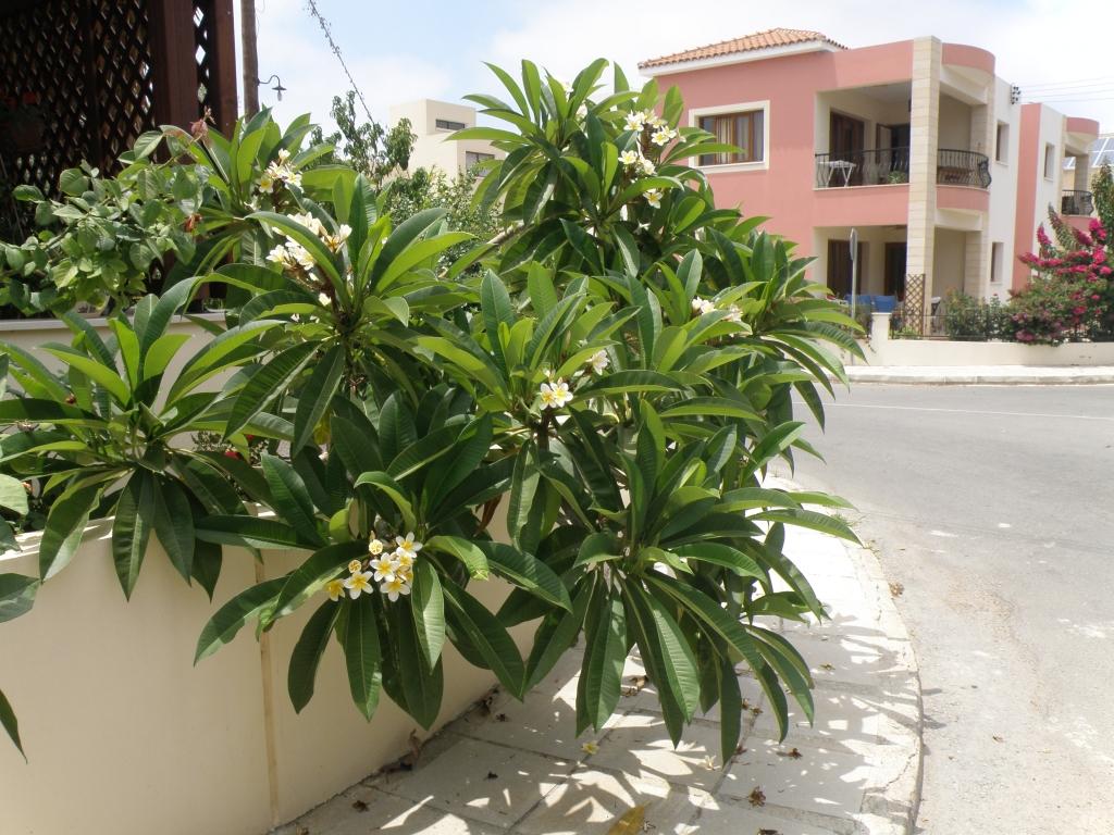 Klīvija
Autors: Iveta Krūmiņa