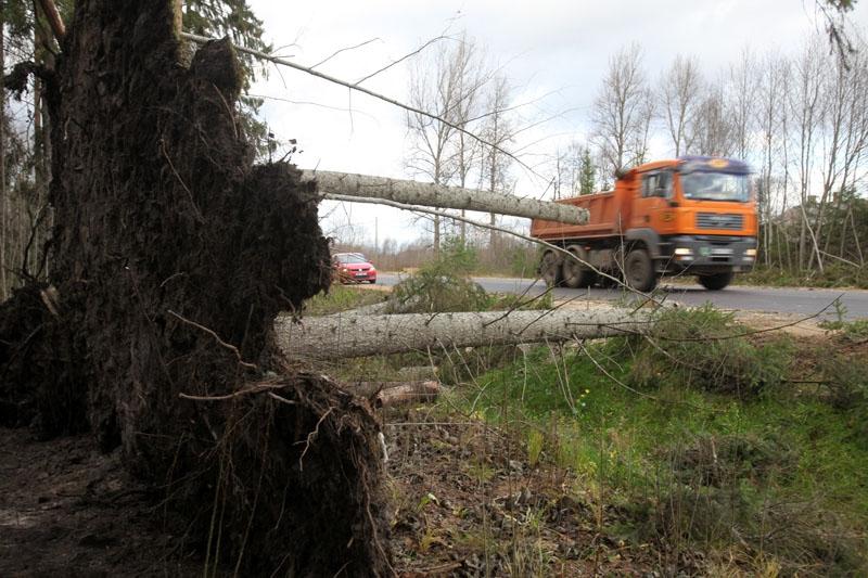 Koki ar visām saknēm bija sagāzti Stradu pagastā uz jaunās Gulbene - Rēzekne šosejas 
