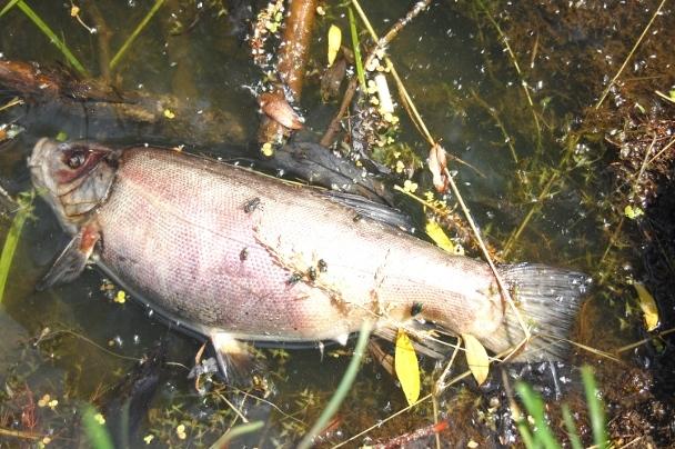 Autors: No interneta