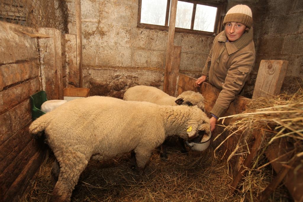 Šķirnes auni pagaidām vēl uzturas kūtī un labprāt mielojas ar graudiem, bet drīzumā tie stāsies pie savu pienākumu pildīšanas,” saka SIA „Zolneri” saimniece Gunta Zolneroviča. 
Autors: Gatis Bogdanovs  