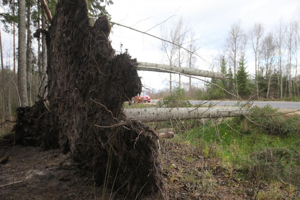 Spēcīgais vējš ar visām saknēm izrāvis vairākas egles Stradu pagastā.
Autors: Gatis Bogdanovs